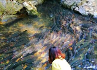 The Mystical Fish Stream: Why Thousands of Fish Swim Free in This Popular Thanh Hoa Tourist Spot