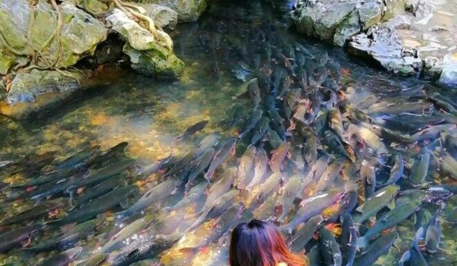 The Mystical Fish Stream: Why Thousands of Fish Swim Free in This Popular Thanh Hoa Tourist Spot