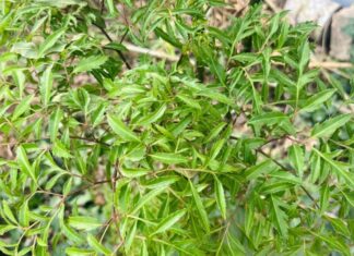 What Are the Benefits of Drinking Boiled Vietnamese Coriander Leaves Water Daily?