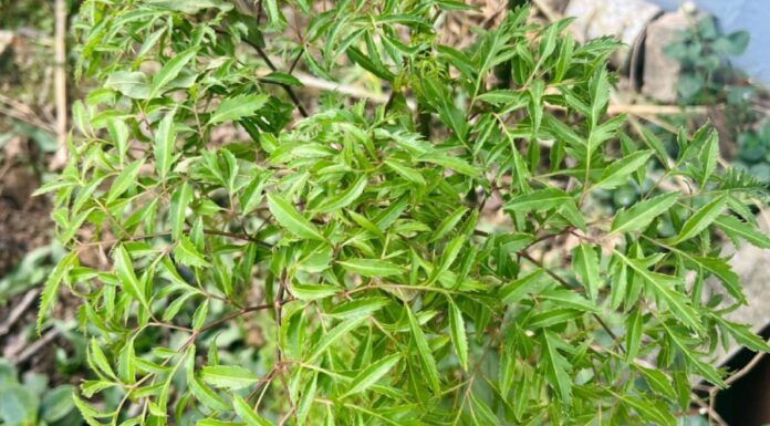 What Are the Benefits of Drinking Boiled Vietnamese Coriander Leaves Water Daily?