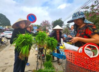 The Mystical Market in the Heart of Nghe An: A Unique Shopping Experience