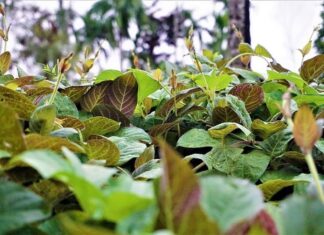 The Roadside Weed Treasure Trove: Unlocking Health Secrets with this $7/lb Green Gem