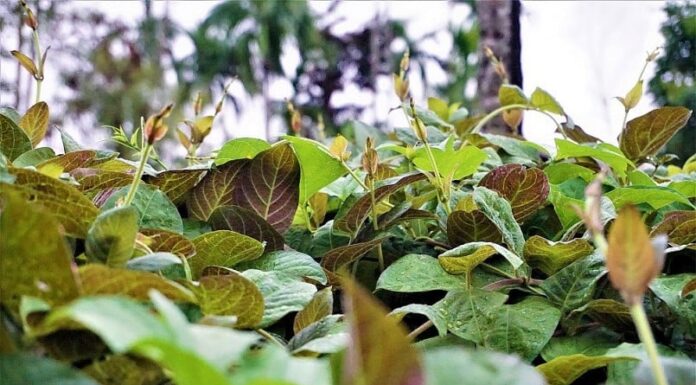 The Roadside Weed Treasure Trove: Unlocking Health Secrets with this $7/lb Green Gem
