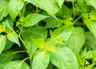 “This Leaf Contains Twice the Calcium of Milk, Protecting Nerves and Benefiting Eyes: An Underrated Summer Soup Ingredient”