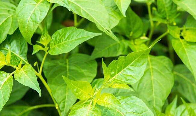 “This Leaf Contains Twice the Calcium of Milk, Protecting Nerves and Benefiting Eyes: An Underrated Summer Soup Ingredient”