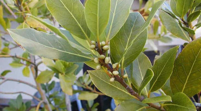 The Wonder Herb: From Wild Weed to Million-Dollar Delicacy, Now Exporting to the US.