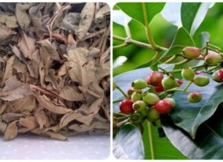 The 4 Dried Leaves That Are a “Treasure”: What You May Be Throwing Away