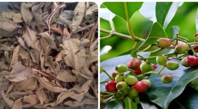 The 4 Dried Leaves That Are a “Treasure”: What You May Be Throwing Away