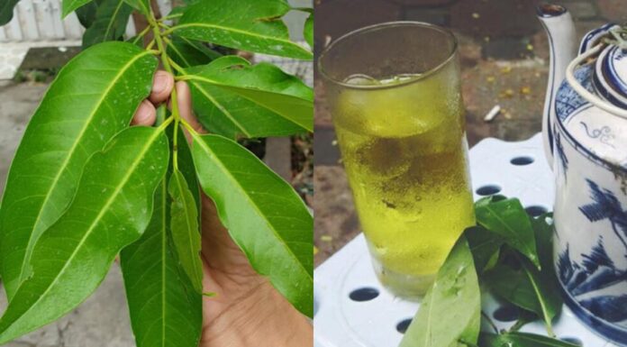 The Miraculous Benefits of Drinking Vối (Vietnamese Mint) Tea: 7 Reasons to Indulge