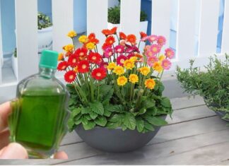 The Magic of Old Oil Bottles: 5 Surprising Ways to Reuse Them.