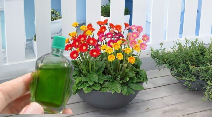 The Magic of Old Oil Bottles: 5 Surprising Ways to Reuse Them.