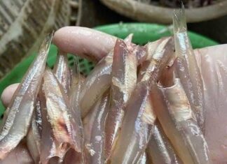 The Ultimate Calcium-Rich Fish: A Former Pig Feed, Now a Delicacy with a Nutritional Punch.