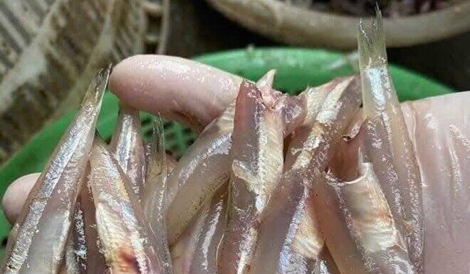 The Ultimate Calcium-Rich Fish: A Former Pig Feed, Now a Delicacy with a Nutritional Punch.