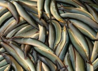 The Ultimate Superfood Fish: A Market Find Worth Splurging On