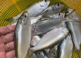 The Ultimate Country Fish: A Former Pig’s Delight, Now a City Favorite.