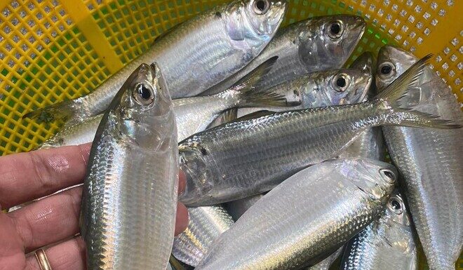 The Ultimate Country Fish: A Former Pig’s Delight, Now a City Favorite.