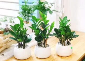 The Ultimate Guide to Attracting Wealth: Unveiling the Power of this Rare Flower