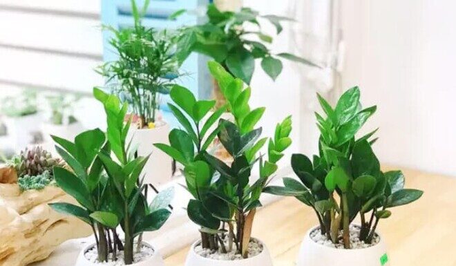 The Ultimate Guide to Attracting Wealth: Unveiling the Power of this Rare Flower