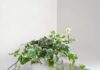The Green-Fingered Guide: Beautifying Your Home, But Beware These 7 Toxic Plants