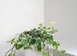 The Green-Fingered Guide: Beautifying Your Home, But Beware These 7 Toxic Plants