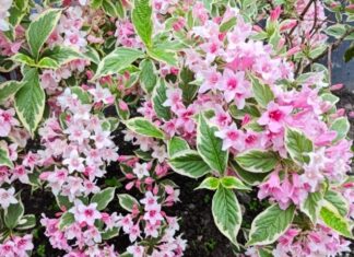 The Lucky Charm Flower: A Blooming Beauty with Foliage to Adore, Spring to Autumn