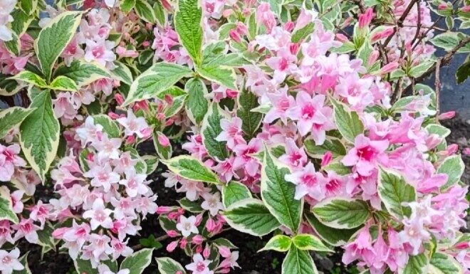 The Lucky Charm Flower: A Blooming Beauty with Foliage to Adore, Spring to Autumn