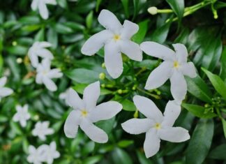 The Flower of Fortune: A Year-Round Bloom with a Soothing Scent for Just 10,000 VND