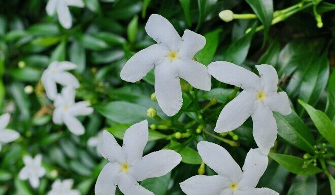 The Flower of Fortune: A Year-Round Bloom with a Soothing Scent for Just 10,000 VND