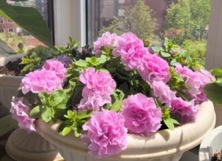 The Ultimate Flowering Beauty: A Bloom That Rivals the Peony
This exquisite flower, a true marvel, boasts an incredible 300-day blooming season, gracing your garden with beauty all year round. With a price tag of 120,000 per pot, it’s an investment that will pay dividends in aesthetic appeal. And, should you wish to propagate it, a single leaf, when planted, will readily take root.