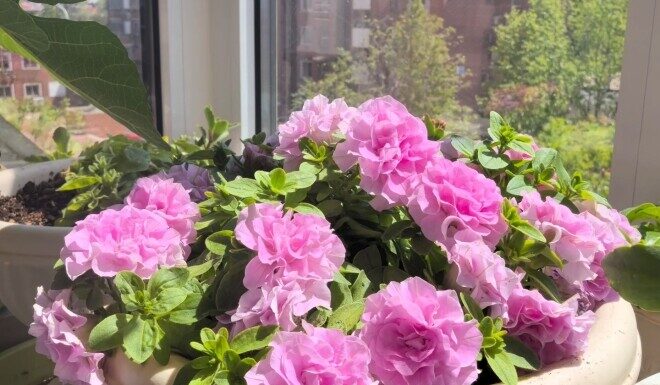 The Ultimate Flowering Beauty: A Bloom That Rivals the Peony
This exquisite flower, a true marvel, boasts an incredible 300-day blooming season, gracing your garden with beauty all year round. With a price tag of 120,000 per pot, it’s an investment that will pay dividends in aesthetic appeal. And, should you wish to propagate it, a single leaf, when planted, will readily take root.