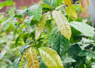 The Ultimate Foraged Delicacy: A Wild Leaf with a Peculiar Name