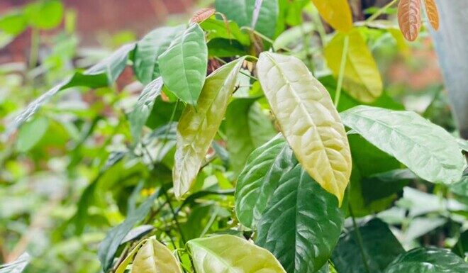 The Ultimate Foraged Delicacy: A Wild Leaf with a Peculiar Name
