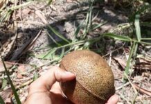 The Fruit With an Unforgettable Aroma: From Neglected to Sought-After Delicacy