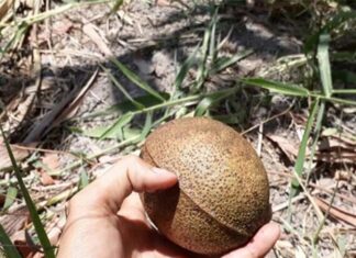 The Fruit With an Unforgettable Aroma: From Neglected to Sought-After Delicacy