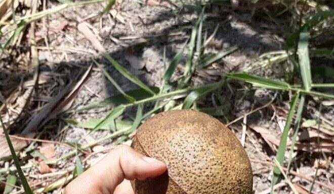 The Fruit With an Unforgettable Aroma: From Neglected to Sought-After Delicacy