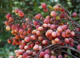 The Forgotten Fruit: A Summer Delicacy Rediscovered