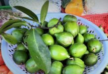 The Forgotten Fruit: A Tasty Treat Rediscovered