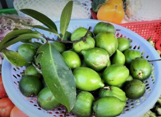 The Forgotten Fruit: A Tasty Treat Rediscovered