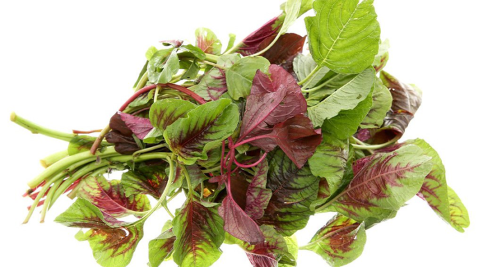 “Super Veggie with 46 Times More Folic Acid than Cucumber: The ‘Longevity Green’ That Tastes Great Stir-Fried with Garlic”