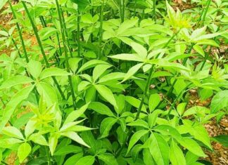 The Weed That’s Related to Ginseng: A Delicacy Worth its Weight in Gold at 60,000 VND per Kilogram. Simply Stick a Cutting in the Soil and it’ll Take Root in Just 10 Days.