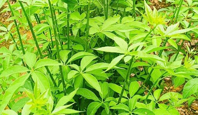 The Weed That’s Related to Ginseng: A Delicacy Worth its Weight in Gold at 60,000 VND per Kilogram. Simply Stick a Cutting in the Soil and it’ll Take Root in Just 10 Days.