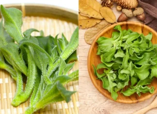 The Ultimate Superfood: The Vegetable That’s Worth Its Weight in Gold