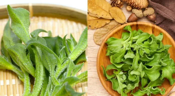 The Ultimate Superfood: The Vegetable That’s Worth Its Weight in Gold