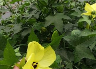 The Wild Vegetable That’s Now a Delicacy: A Tasty and Medicinal Treat That’s Super Easy to Grow.