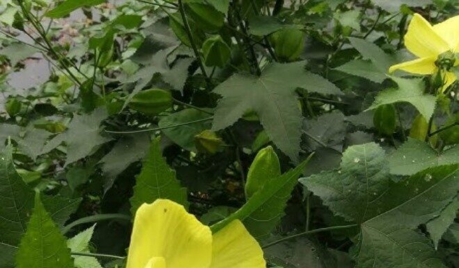 The Wild Vegetable That’s Now a Delicacy: A Tasty and Medicinal Treat That’s Super Easy to Grow.