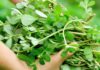 5 Wild Weeds That Pack a Nutritional Punch
