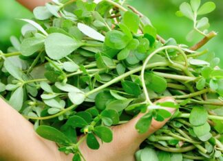 5 Wild Weeds That Pack a Nutritional Punch