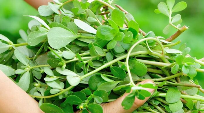 5 Wild Weeds That Pack a Nutritional Punch