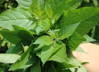 The Forgotten Vegetable: From Pig Feed to Delicacy.