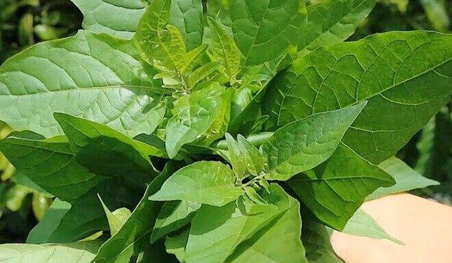 The Forgotten Vegetable: From Pig Feed to Delicacy.